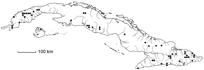 Terminalia tetraphylla