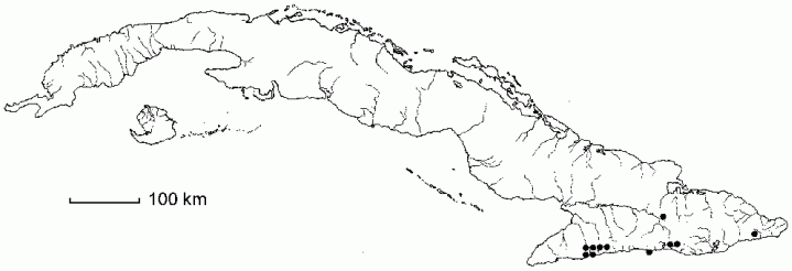 Thelypteris oligocarpa