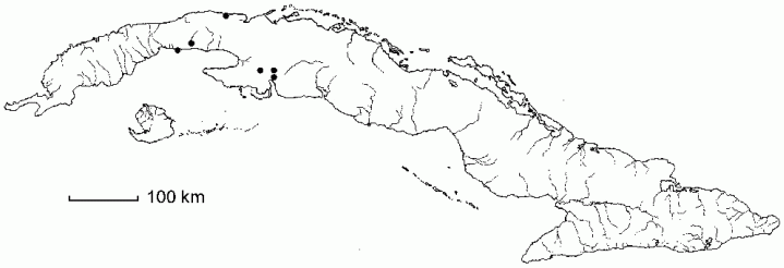 Thelypteris palustris subsp. pubescens