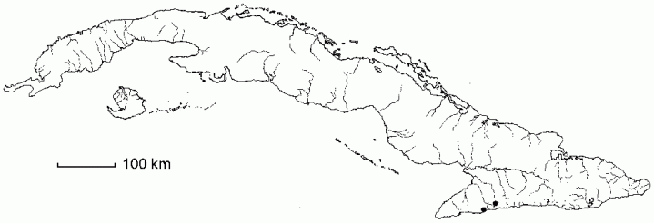 Thelypteris pteroidea