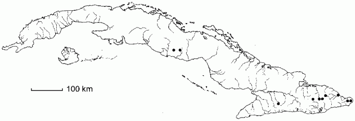 Thelypteris sagittata