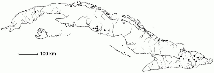 Thelypteris scolopendrioides