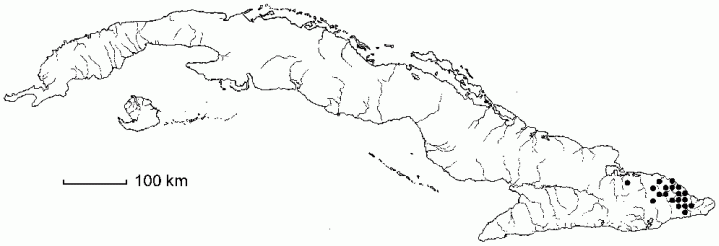 Thelypteris wrightii