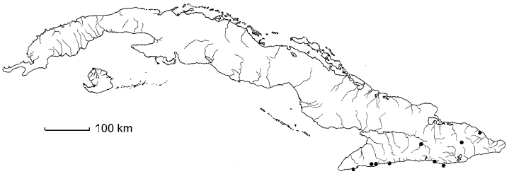 Thouinia patentinervis