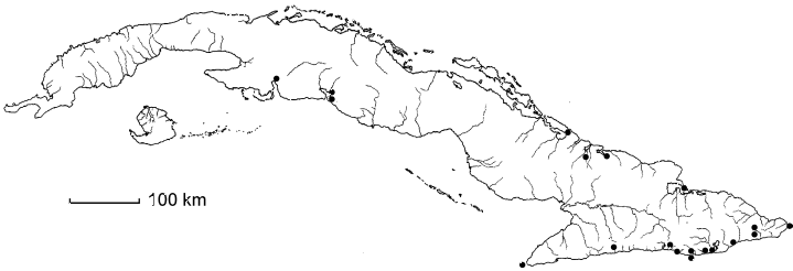 Thouinidium pulverulentum