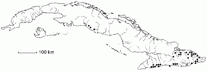 Torralbasia cuneifolia