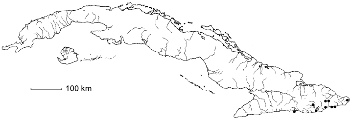 Tragus berteronianus