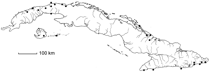 Vachellia farnesiana