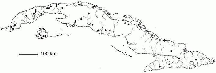 Wallenia bumelioides