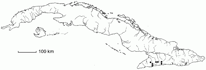 Wallenia maestrensis