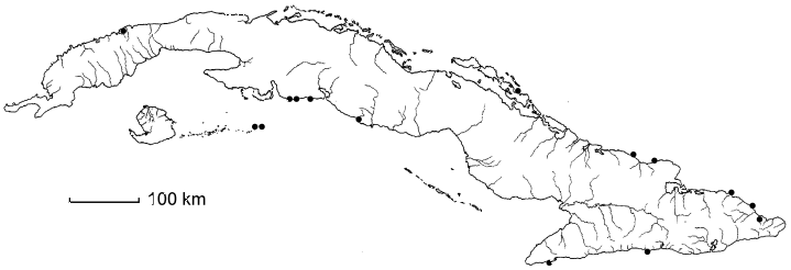 Ximenia americana