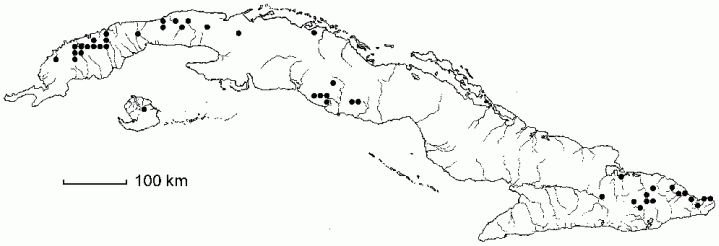 Zamia amblyphyllidia