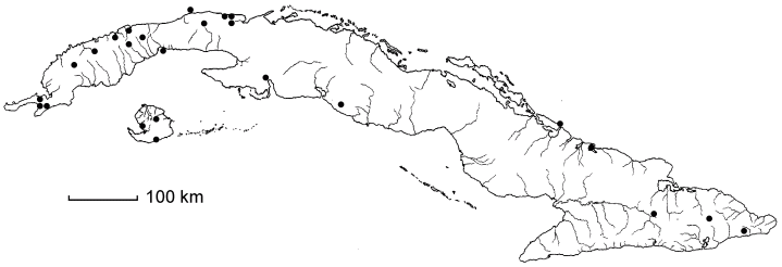 Zanthoxylum coriaceum