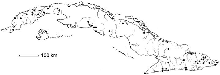 Zanthoxylum martinicense