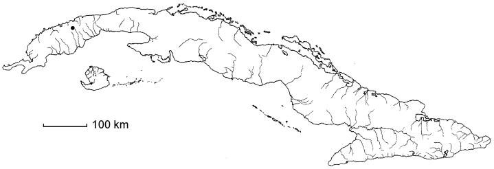 Zanthoxylum organosium