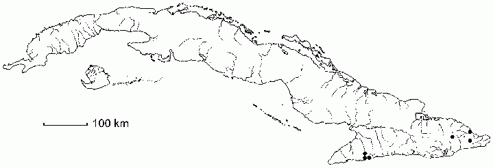 Zootrophion atropurpureum