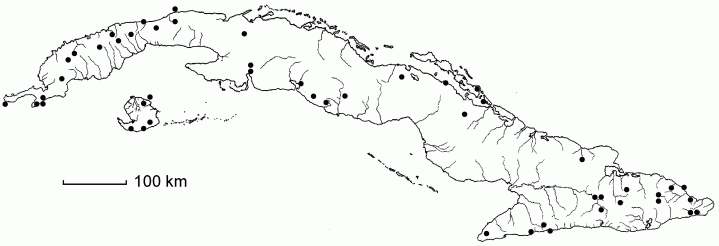 Zuelania guidonia